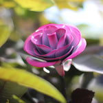 Hang Forged Pink and White Wrought Iron Rose - Old West Iron